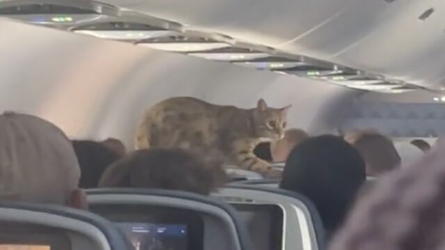 Gatito en avión