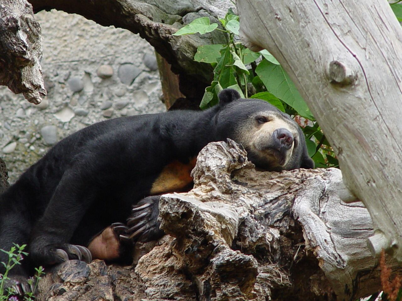 Osos de un zoológico en China