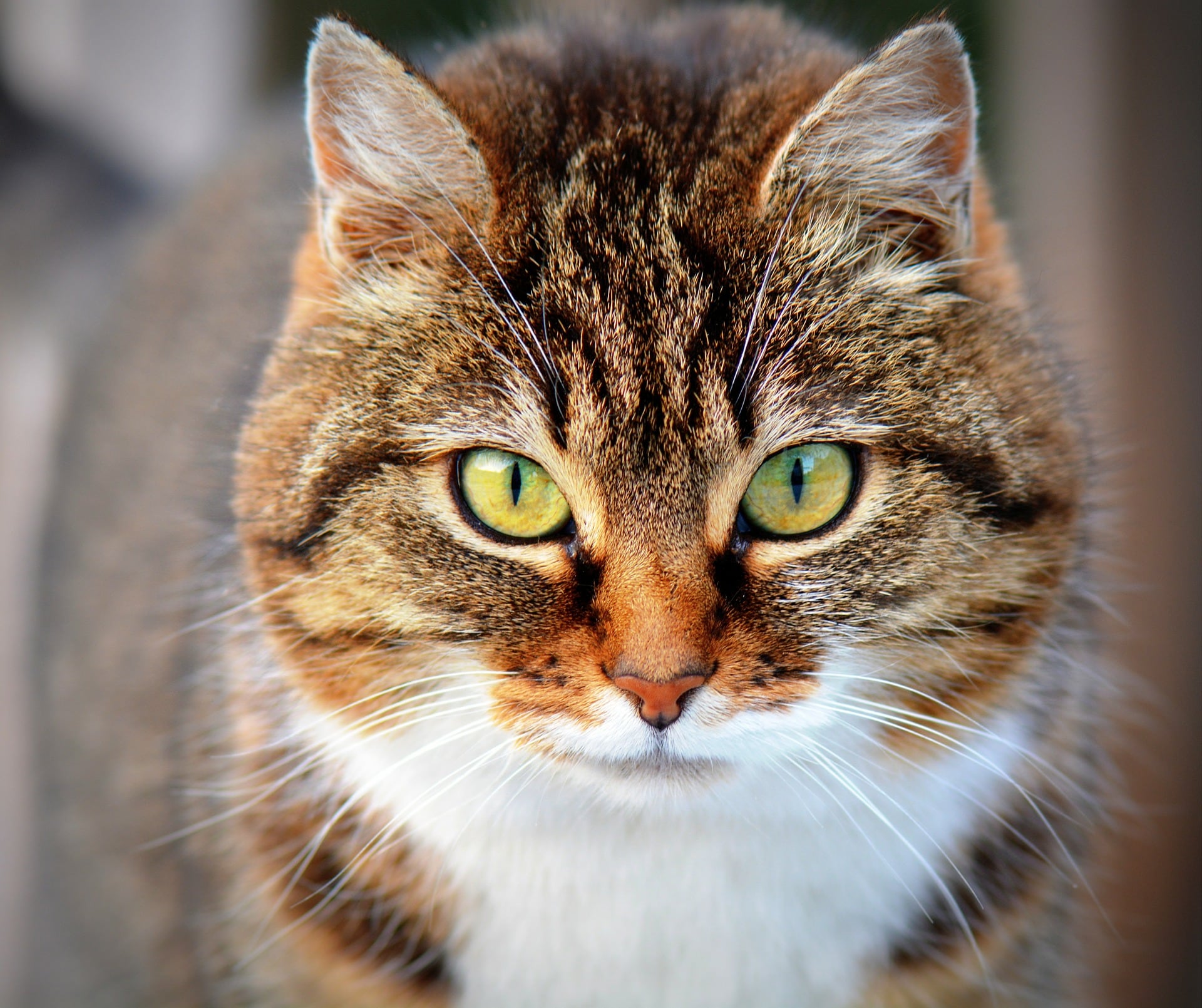 Gato