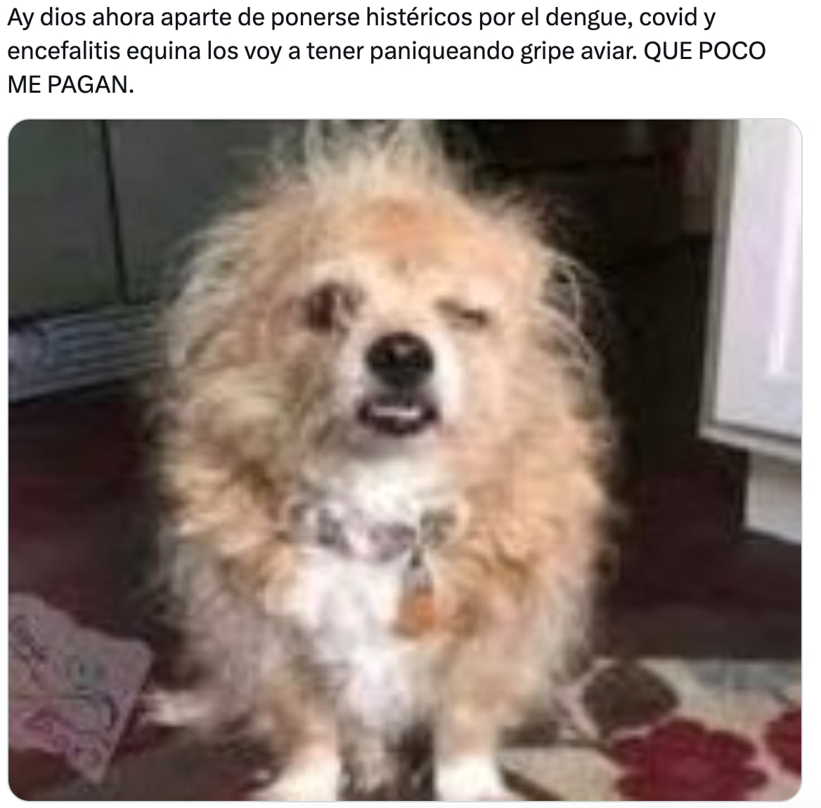 Memes de la gripe aviar en México