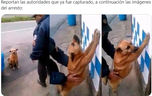 Meme del hombre atropellado por un perro