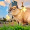 Capibara Fest 2025 en CDMX: Fechas, actividades y horarios del tierno evento en Hipódromo Condesa