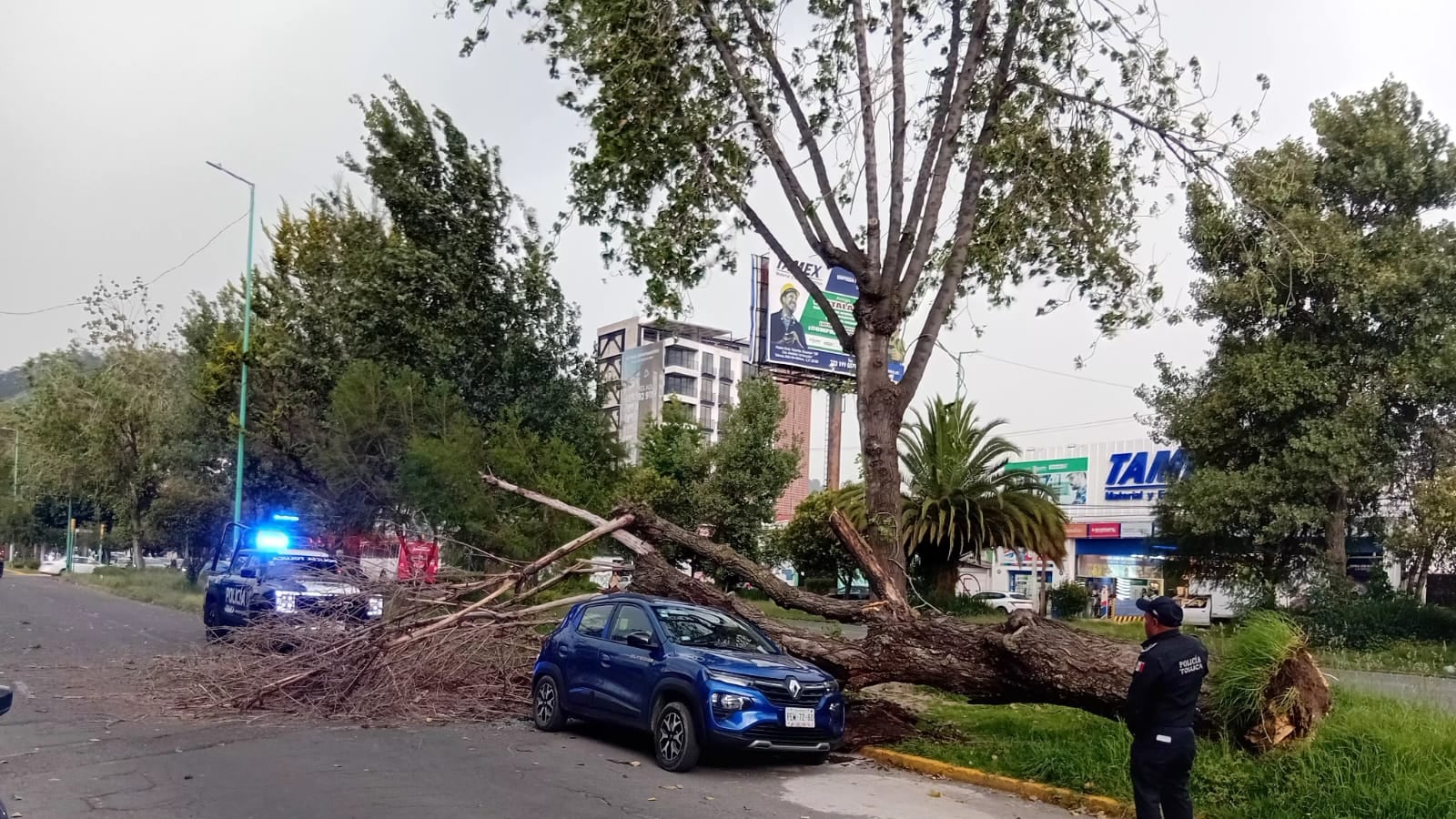 Lluvias y vientos derriban árboles en Toluca; autoridades atienden emergencias