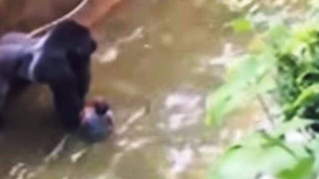 Gorila Harambe