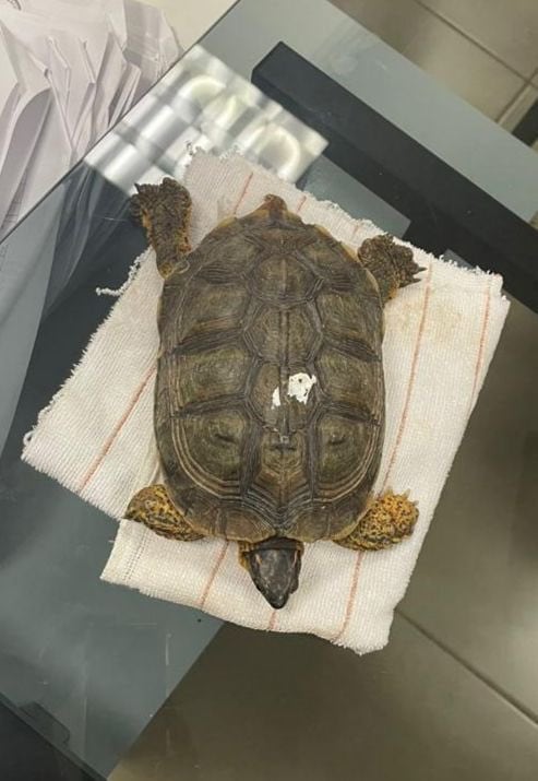 Tortuga terrestre en aeropuerto de Mérida