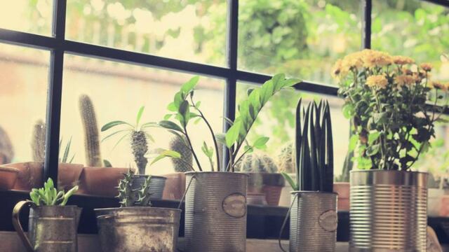 Si calor es insoportable, solamente necesitas hacer de las plantas tus mejores amigas.