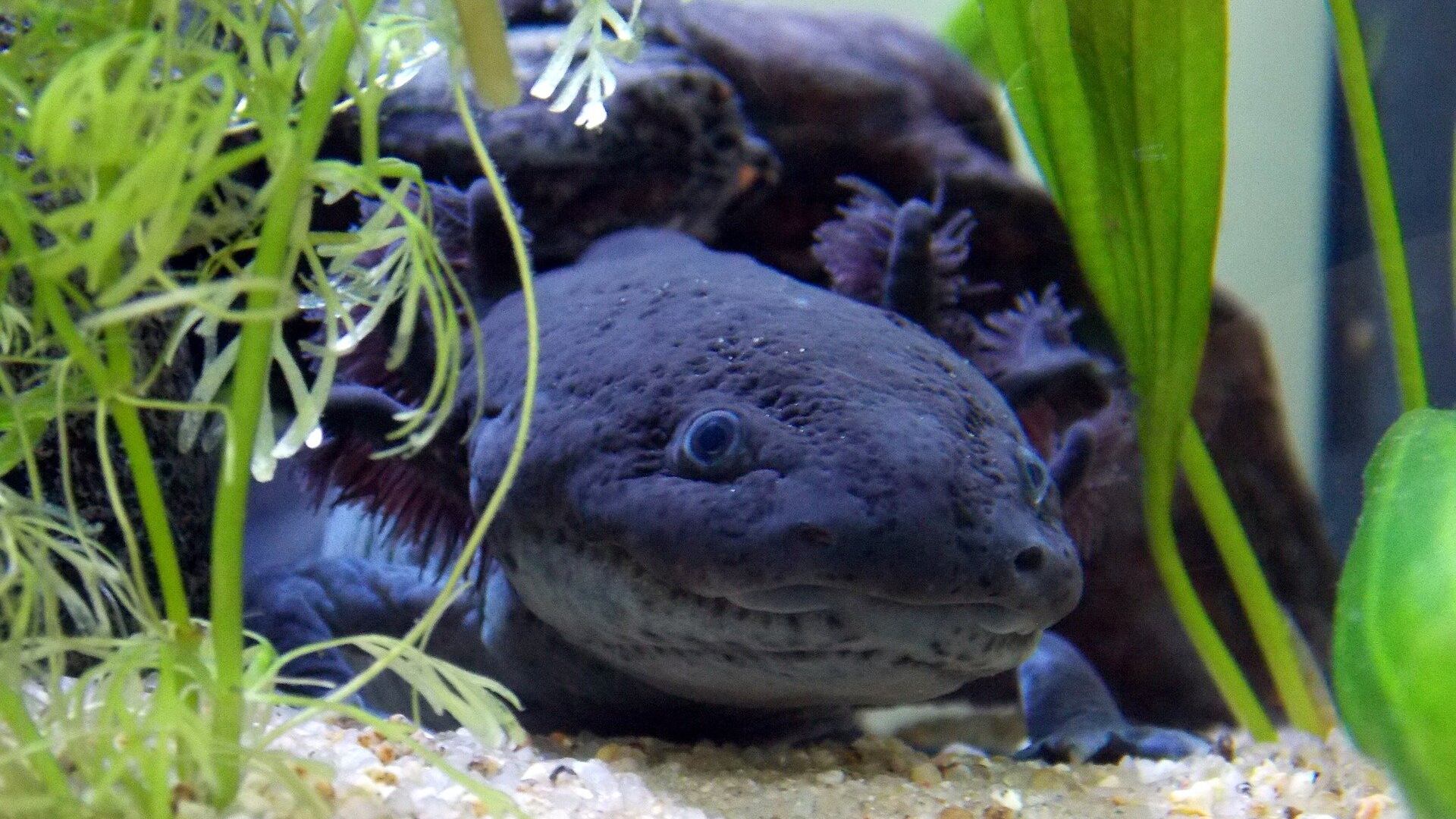 ¿Por qué el ajolote mexicano está en peligro de extinción? Te contamos