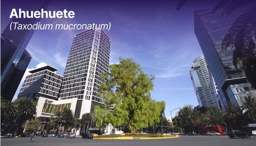 Ahuehuete en Paseo de la Reforma