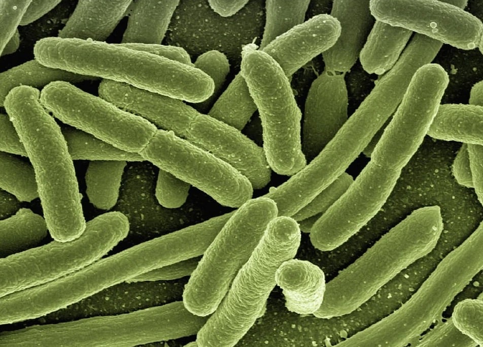 Bacteria