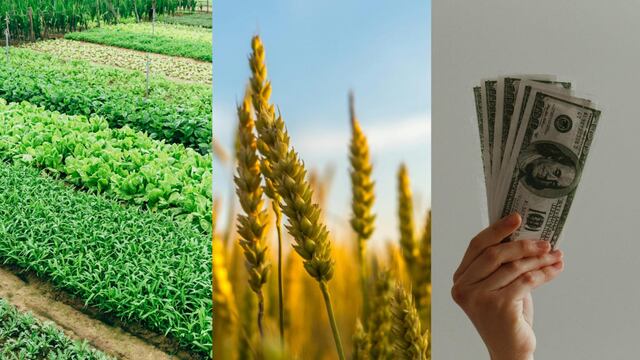 Este 7 de marzo es el Día del Campo en México, Día Mundial de los Cereales y el Día del Dinero, según TikTok