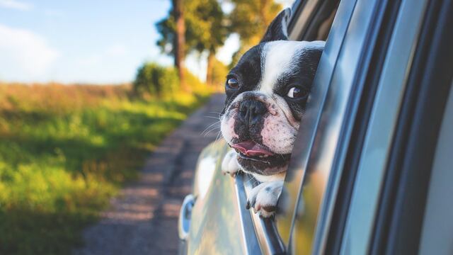 ¡Ya hay una bebida para perros en Starbucks!
