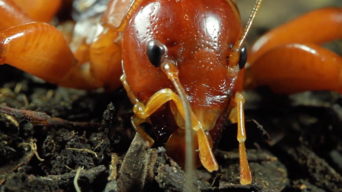 ¿Te mordió un cara de niño? Así de peligroso es este insecto