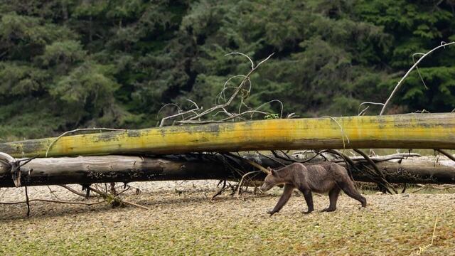 Las imágenes fueron captadas en Canadá.