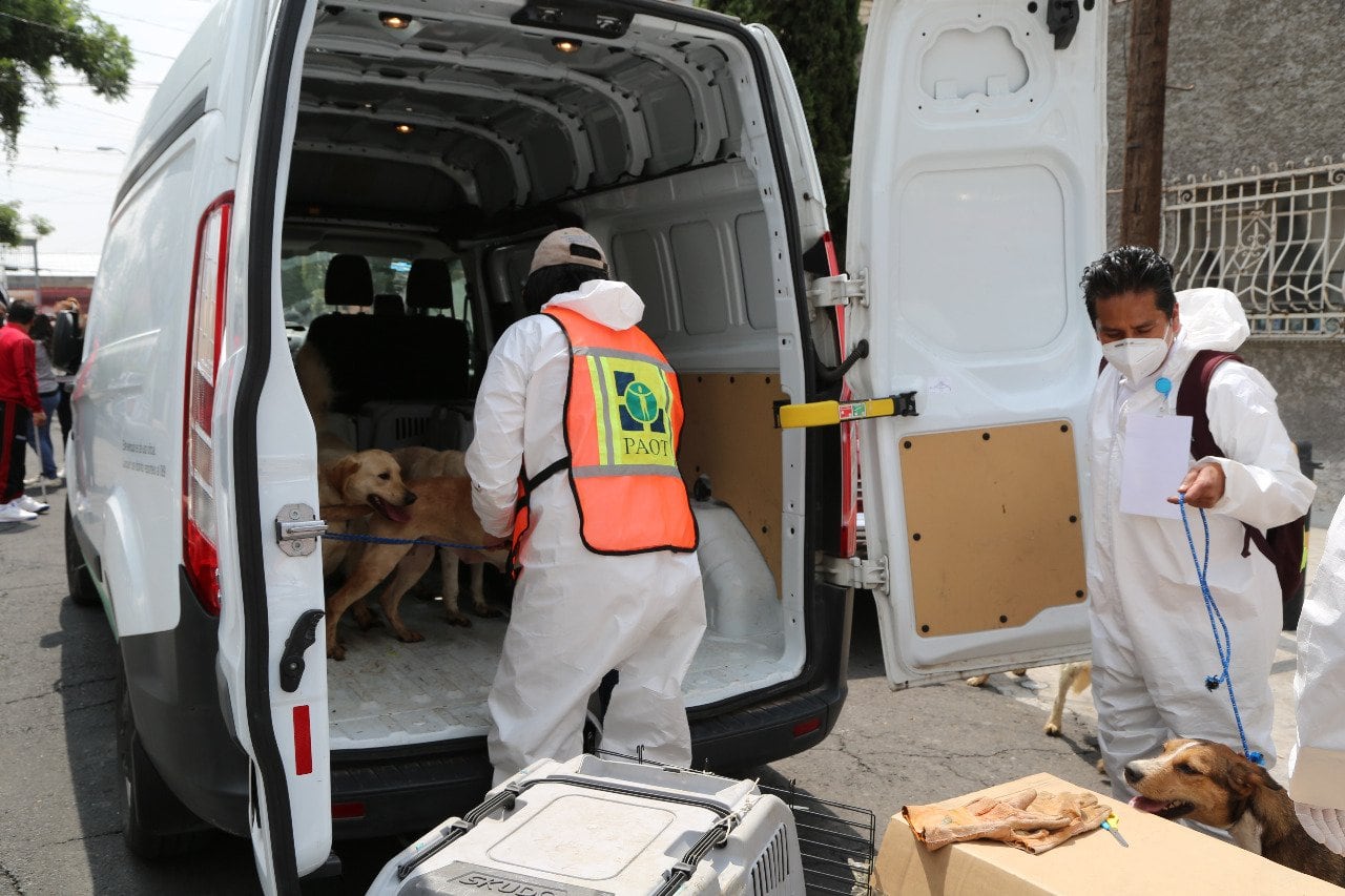 En CDMX condenan a 2 años de cárcel a sujeto que maltrató a más 20 perritos
