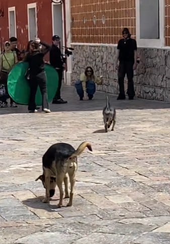 Belinda tuvo un tierno gesto con perritos en la grabación de un video