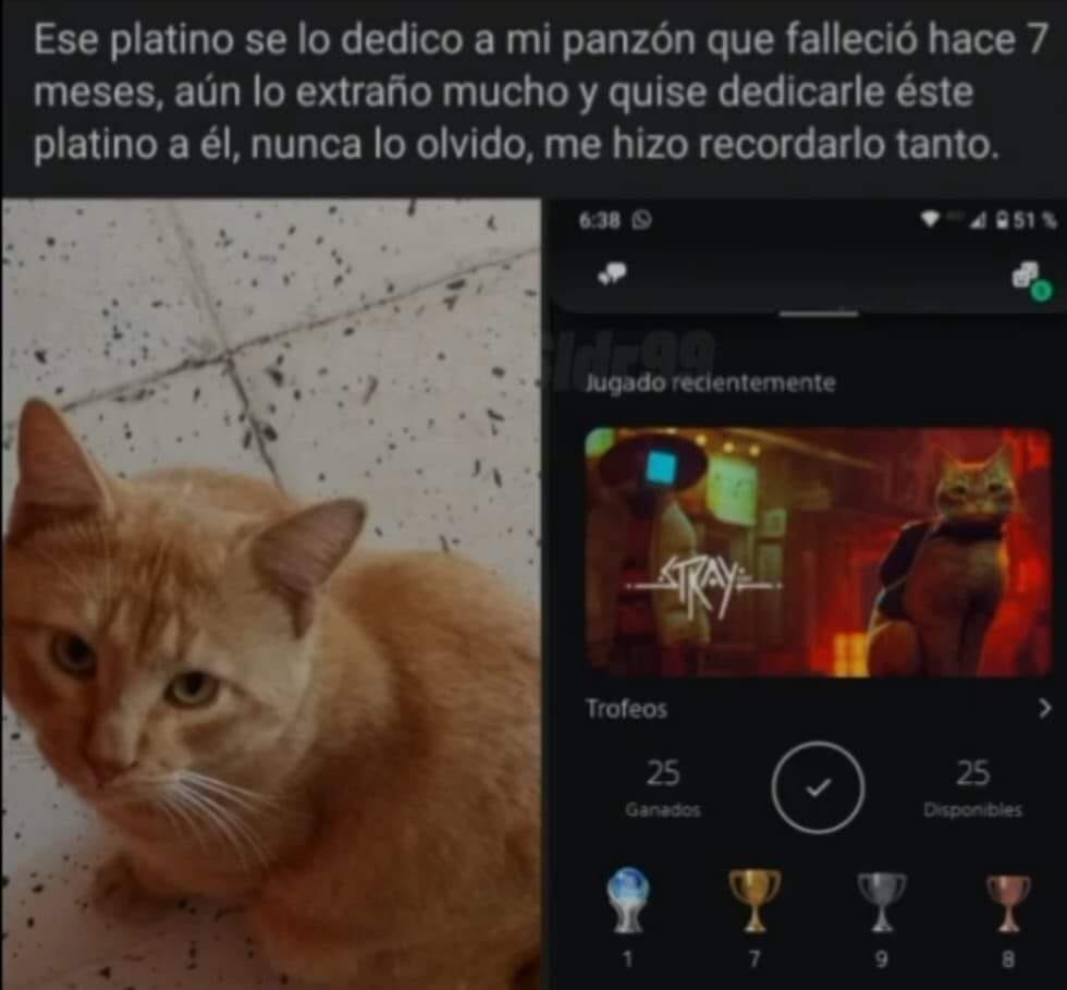 Jugador de 'Stray' dedica victoria a su gato muerto
