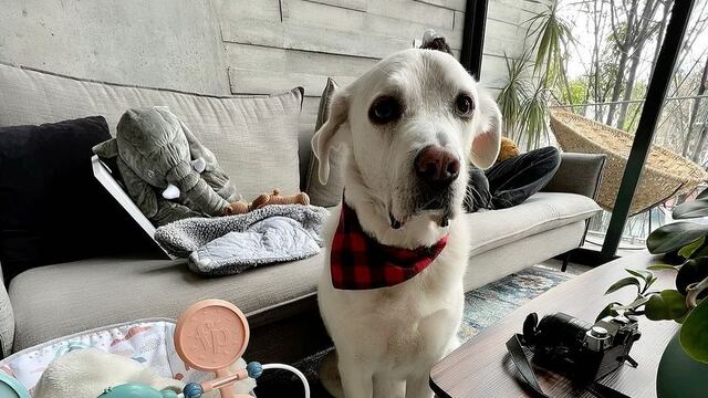 Güero, perro de Natalia Téllez