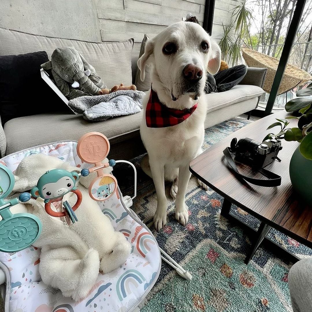 Güero, perro de Natalia Téllez