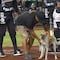 VIDEO: Perrito es protagonista en duelo de Leones de Yucatán; piden que lo adopten