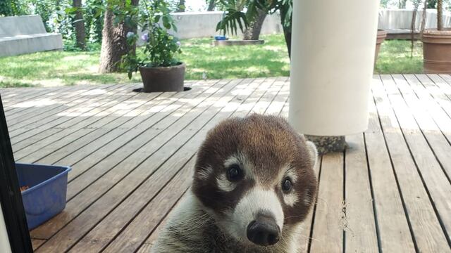 El Coatí es venerado en la Mitología Maya