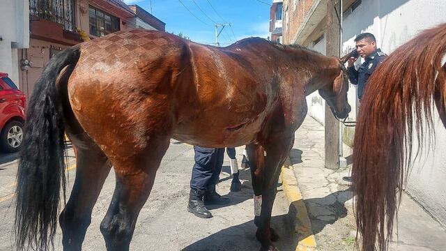 Los caballos que jalan carretones ya no serán permitidos en Nuevo León