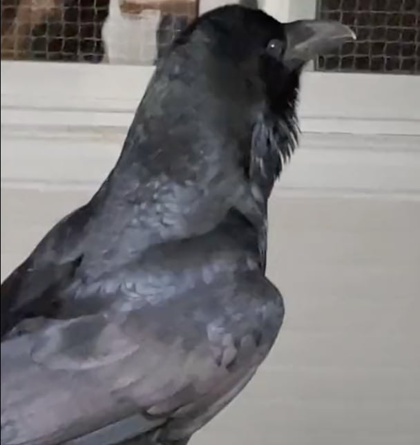 Cuervo sabe decir "hola" y aterroriza a TikTok