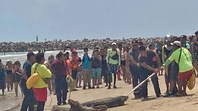Cocodrilo es visto en Playa Miramar, Tamaulipas