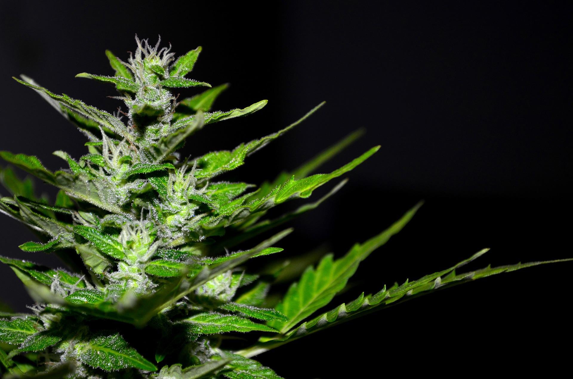 Marihuana