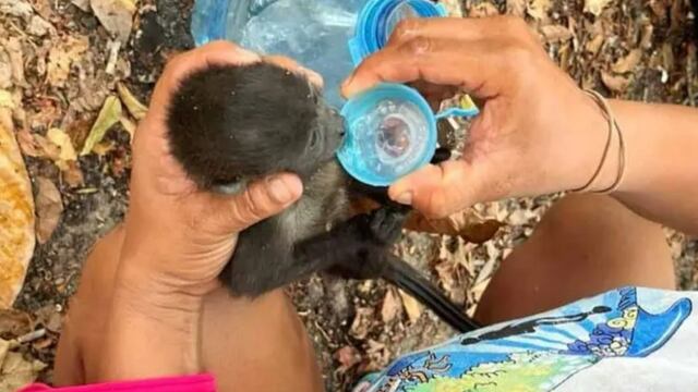 Monos aulladores muertos en México