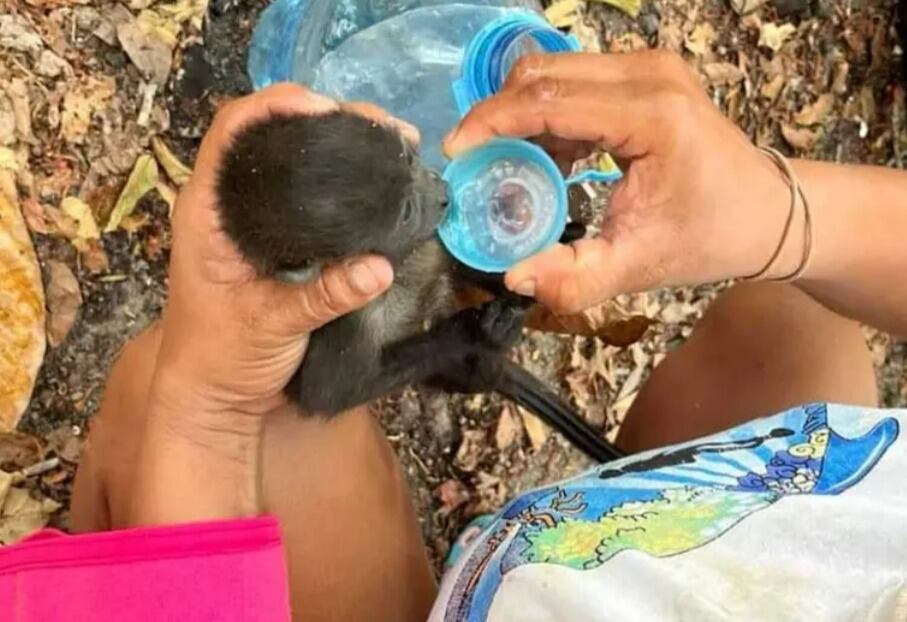 Monos aulladores muertos en México