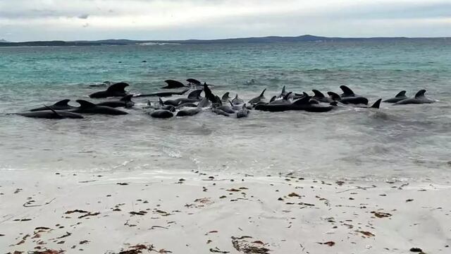 51 ballenas han muerto tras quedar varadas en playas de Cheynes, Australia