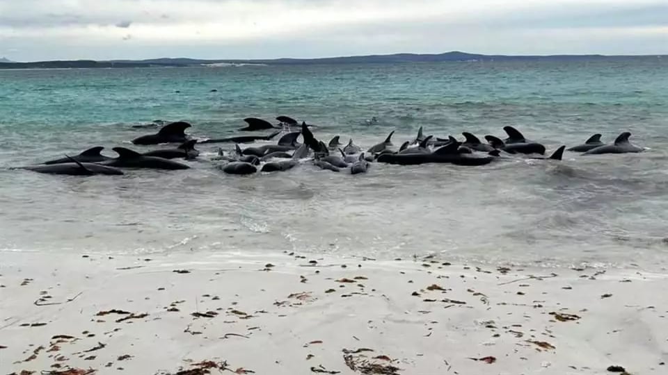 Mueren 51 ballenas varadas en playas de Cheynes, Australia
