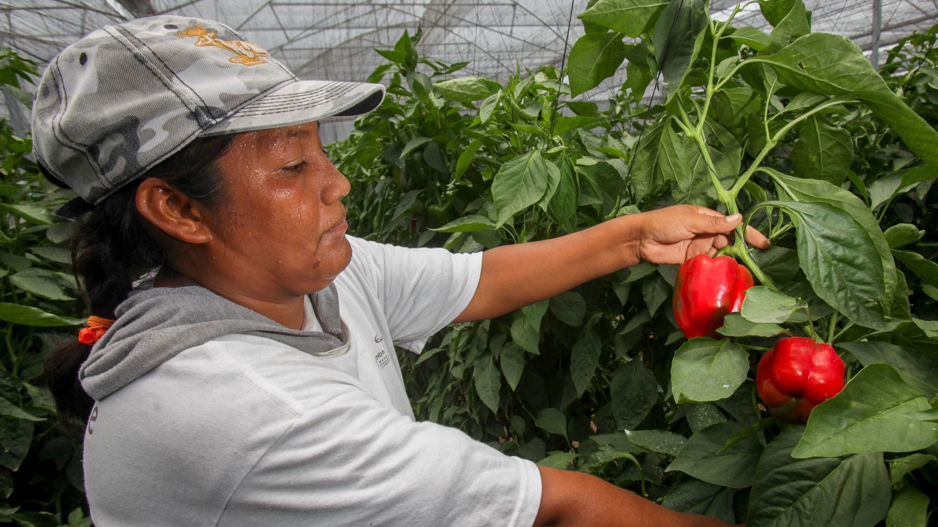 La realidad no tan oculta de la mujer rural