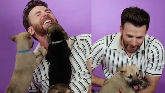 Chris Evans hace una entrevista acompañado de perritos