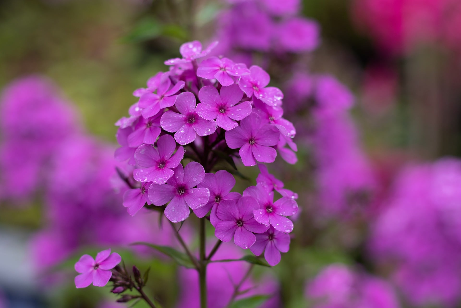 Flores relacionadas a la Luna Rosa