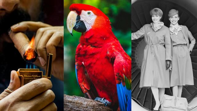 Este 31 de mayo es el Día Mundial sin Tabaco, el Día Mundial del Loro y el Día Internacional del Tripulante de Cabina