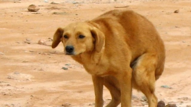 Perro haciendo "popó"