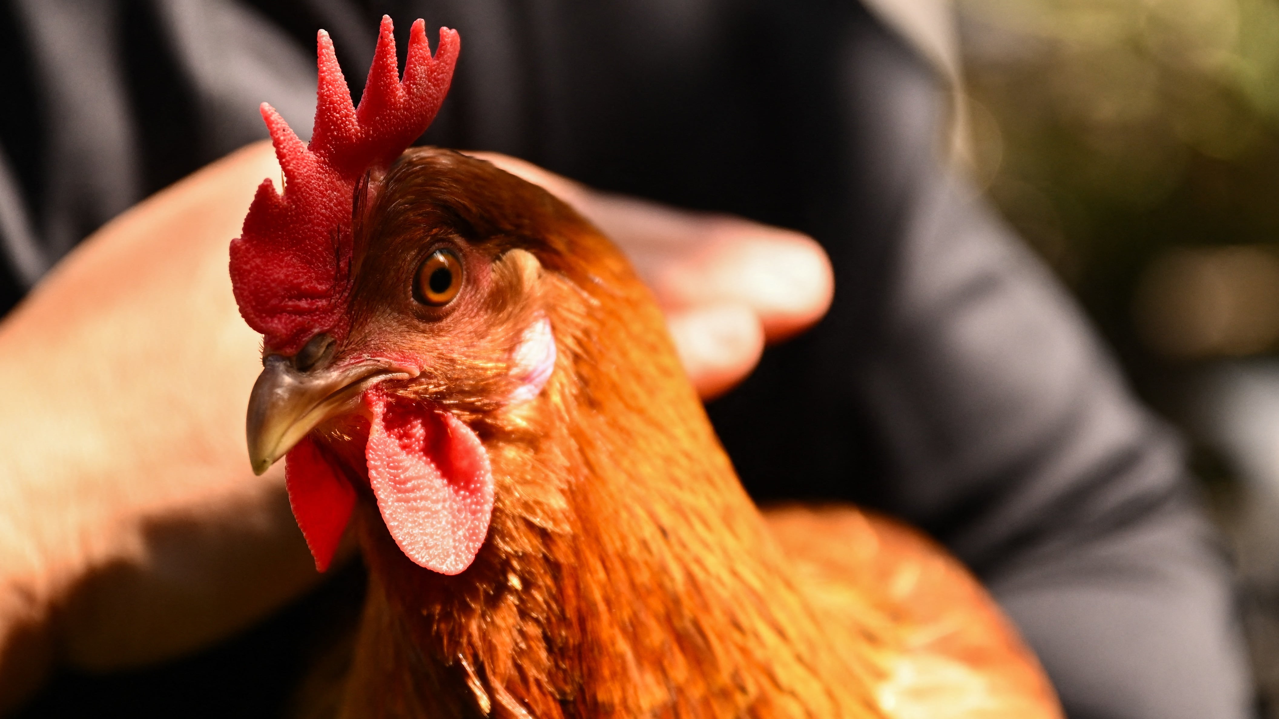 México no quiere pollo y huevo de Brasil por este peligroso virus