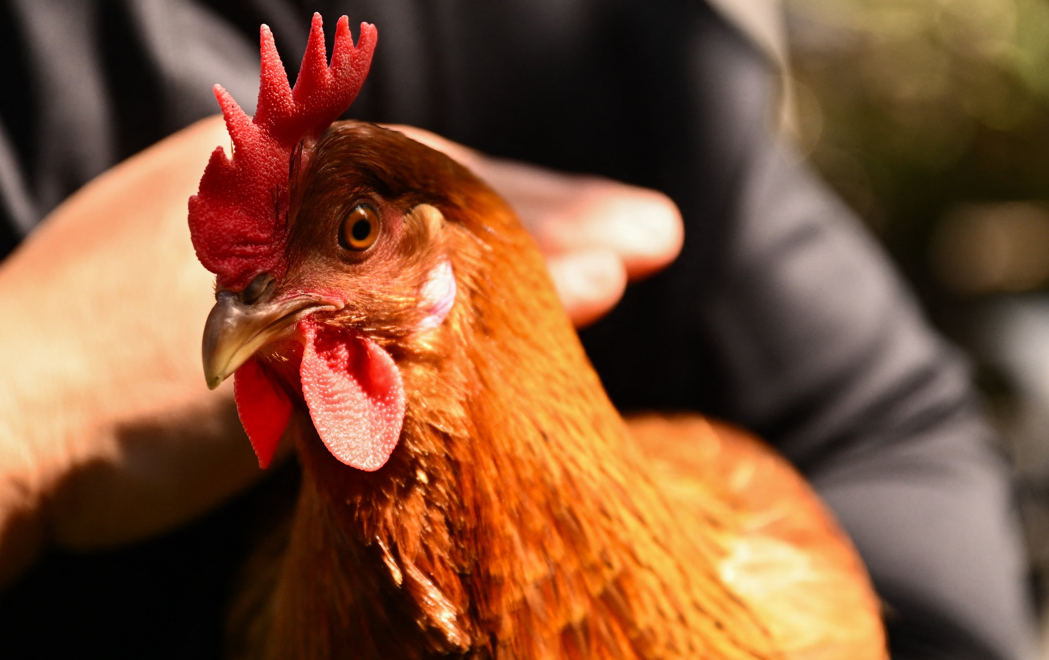 Estados Unidos renta gallinas ante el alto precio del huevo