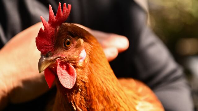 México no quiere pollo y huevo de Brasil