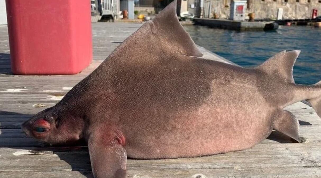 Tiburón cara de cerdo