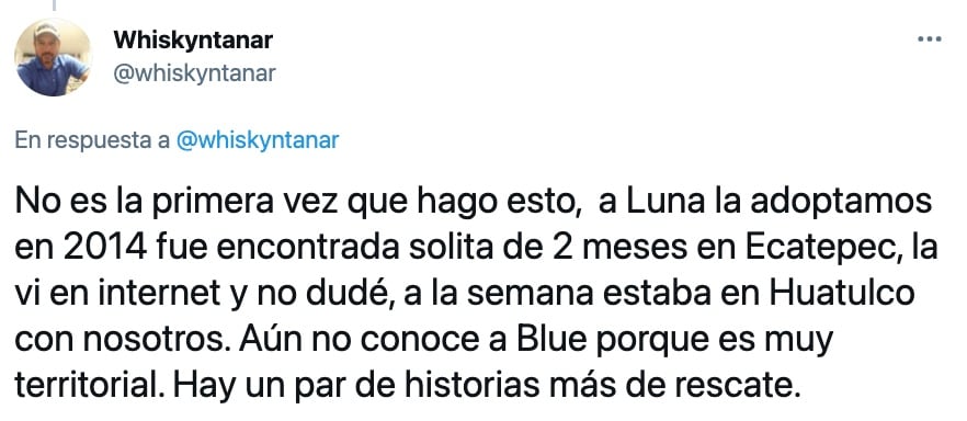 'Blue', perro adoptado