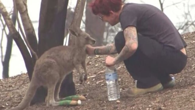 Australia: Rae Harvey narra el desgarrador momento al ver su refugio de canguros en cenizas