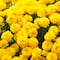 Dibujo de flores amarillas para colorear: 5 plantillas bonitas por si no conseguiste ramo