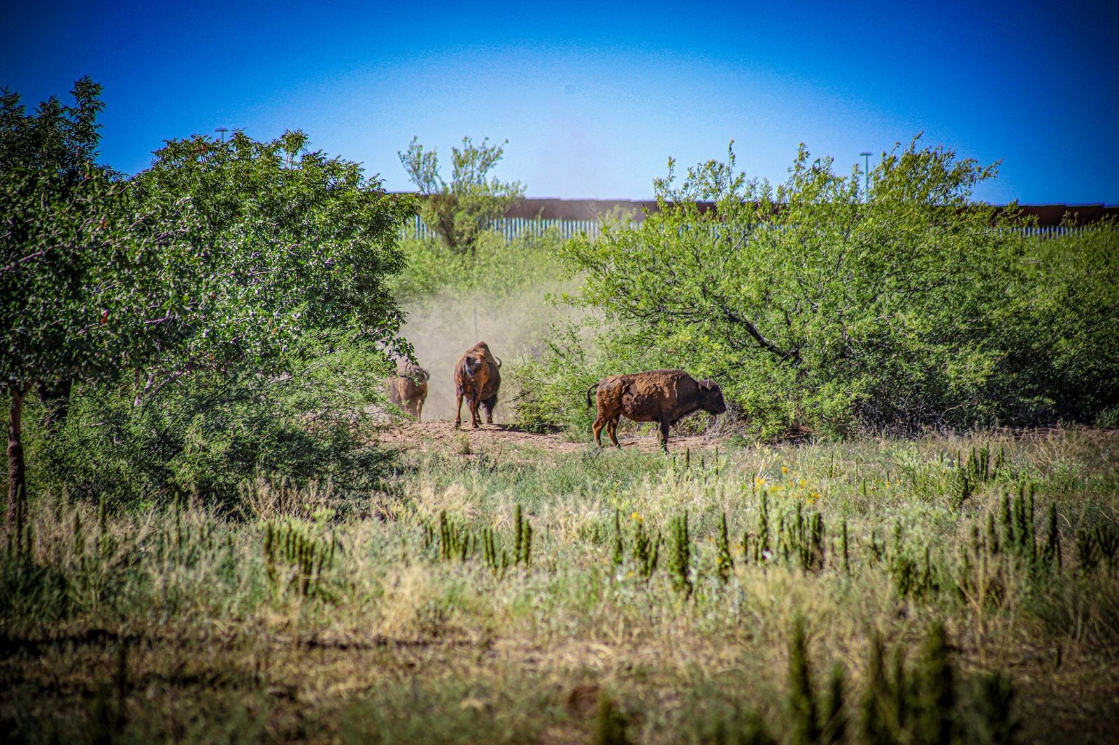 Bisontes son reintroducidos en la región de Cuenca Los Ojos en Sonora