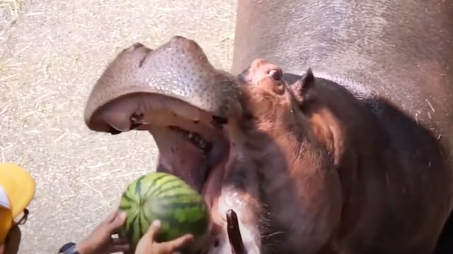 Hipopótamo comiendo una sandía