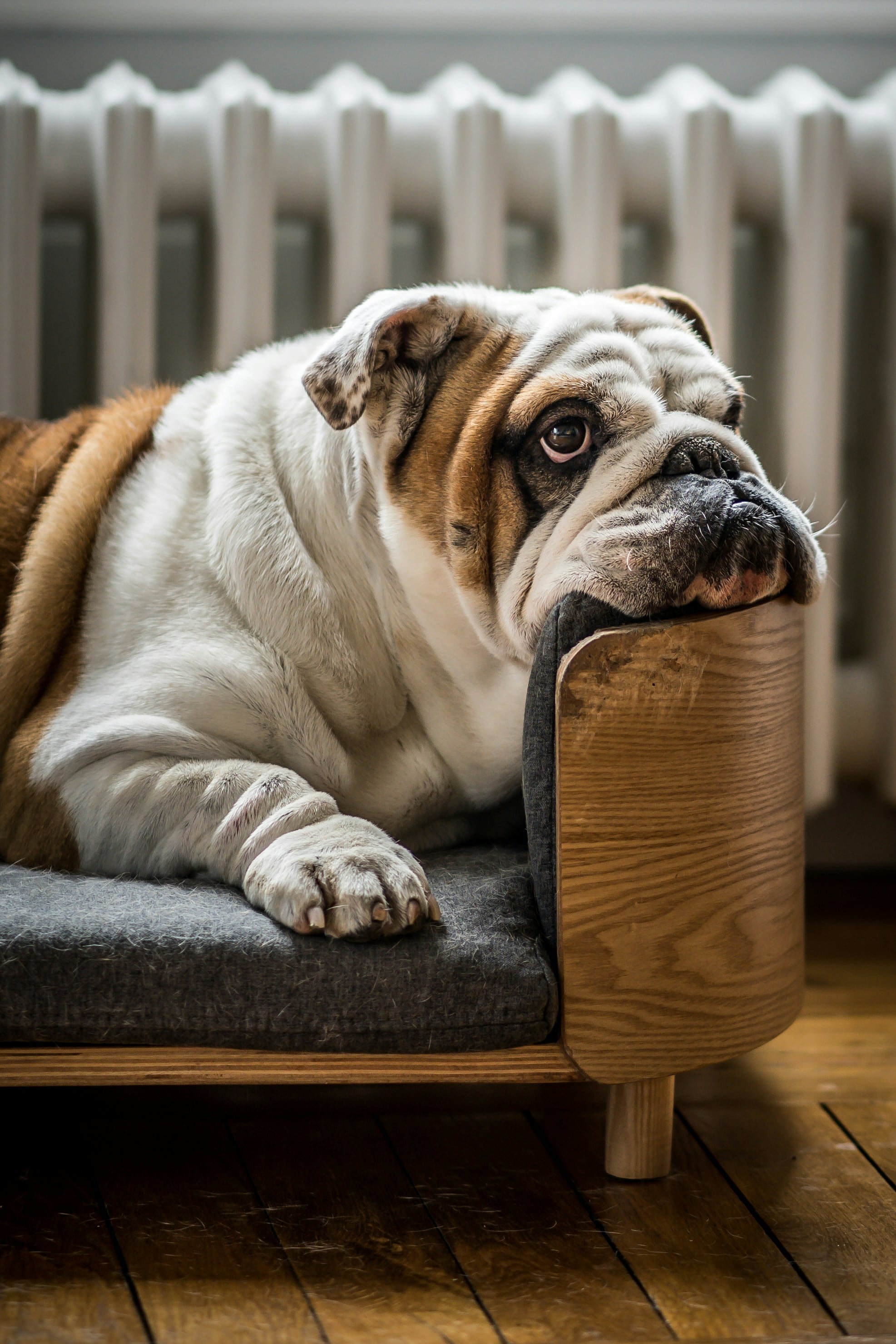 Cuidado y alimentación de un bulldog como Rubble de Paw Patrol
