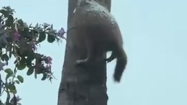 Gato congelado por bajas temperaturas