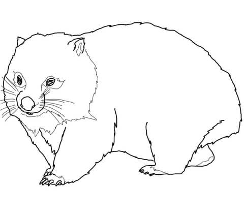 Dibujo Wombat Día Internacional del Wombat