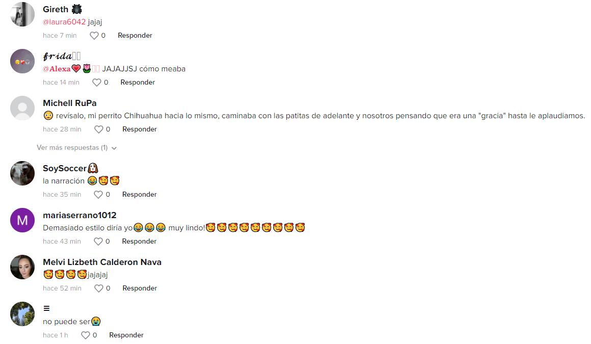 Reacciones a la pug que camina y orina al mismo tiempo